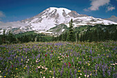 Summer wildflowers bloom in Paradise Valley. Mt. Rainier NP. Washington. USA