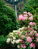 Rhododendrons below Multnomah Falls. Columbia River Gorge National Scenic Area. Oregon. USA