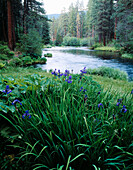 Iris blooms along Metolius River in spring. Deschutes National Forest. Oregon. USA