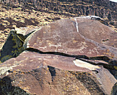 Native American Petroglyphs on basalt rock. Warner Valley. Hart Mountain National Antelope Refuge. Lake County. Oregon, USA