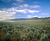 Sagebrush in Great Basin Desert. Nevada, USA