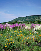 Spring wildflowers bloom at Upper Table Rock. Jackson County. Southern Oregon. USA