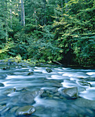 Breitenbush River. Willamette National Forest. Marion County. Oregon. USA