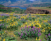 Lupine (Lupinus sp.) and Arrowleaf Balsamroot (Balsamorhiza sagittata), Tom McCall Preserve at Rowena. Columbia River Gorge National Scenic Area. Wasco county. Oregon, USA