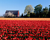 Tulip (Tulipa) field and barn. Skagit Valley. Skagit County. Washington. USA