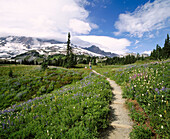 Photographer on wildflower trail, Mazama Ridge with Mount Rainier in background. Mount Rainier National Park. Pierce County, Washington. USA