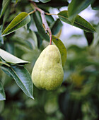 Bartlett pears (Pyrus communis), Hood River valley. Hood River County, Oregon, USA