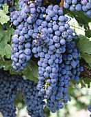 Merlot grapes. Red Mountain appellation, Columbia Valley, Eastern Washington, USA