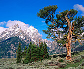 The Patriarch tree, Grand Teton National Park, Wyoming, USA.