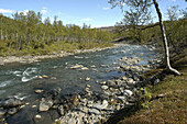 Stream at Saltfjell-Svartisen National Park. Norway