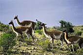 Guanacos (Lama guanicoe). Bahía Camarones. Chubut province. Argentina