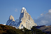 Lenga (Nothofagus pumilio) forest. Fitz Roy. Patagonia. Argentina.