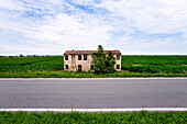 Maisfeld mit verlassenem Haus, bei Adria, Venetien, Italien