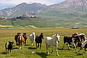 Pferde vor Castelluccio, Piano Grande, Umbrien, Italien