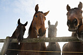 Four curious horses, Winter, Germany