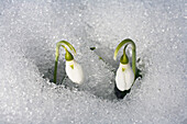 Schneeglöckchen im Schnee, Galanthus nivalis, Deutschland