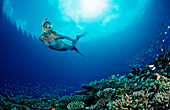 Snorkeling over Coral Reef, Maldives, Indian Ocean, Meemu Atoll