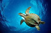 Hawksbill Turtle, Eretmochelys imbricata, Maldives, Indian Ocean, Meemu Atoll