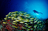 schooling Bluestripe Snappers and Diver, Lutjanus kasmira, Maldives, Indian Ocean, Meemu Atoll