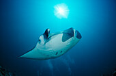 Manta, Manta Birostris, Malediven, Indischer Ozean, Meemu Atoll