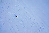 Ein Skifahrer bei der Pulverschneeabfahrt durch Hang mit Skispuren, Schafkopf, Lechtaler Alpen, Tirol, Österreich