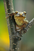 Spring Peeper frog (Hyla crucifer). Ontario. Canada