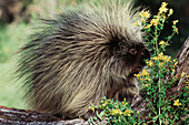 Porcupine (Erethizon dorsatum). Montana. USA