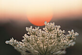 Sunrise over Queen Anne s Lace flower