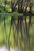 Spring forest reflected in calm waters of Vermillion River. Ontario. Canada