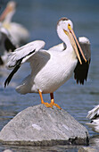 American White Pelican (Pelecanus erythrorhynchos). Fairford. Manitoba. Canada