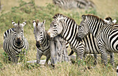 Burchell s Zebras (Equus burchelli) scratching at post. Masai Mara National Park. Kenya