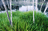 Birch trees and wild irises around pond. Ontario. Canada 