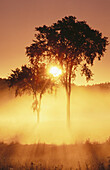 Silhouette elm trees and rising sun. Ontario. Canada