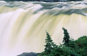 Cedars and Spruces near Pisew Falls. Grass river. Manitoba. Canada