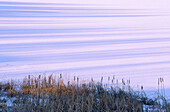 Winter shadows on Kelly lake with Cattail colony. Sudbury. Ontario. Canada