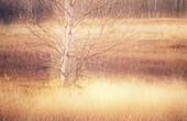 Field of grasses and birch trees near sunset. Walden. Ontario. Canada. Composite image