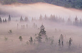 Morning light on mists and pines in beaver meadow. Walden. Ontario. Canada