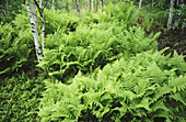 Hayscented Fern (Dennstaedtia punctilobula) in wodland habitat. Sudbury. Ontario. Canada