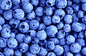 Lowbush blueberry (Vaccinium angustifolium). Walden. Ontario. Canada