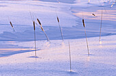Cattail (Typha spp.): ice coated cattail silhouette against ice patterns at sunset near Kelly Lake. Sudbury. Ontario, Canada