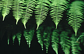 Pacific Ferns: detail of sunlit fern fronds among giant cedars and spruce on Vancouver Island. Cathedral Grove Provincial Park. British Columbia, Canada