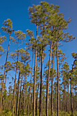 Pine flatwoods forest- Long Pine Key. Everglades NP, FL, USA