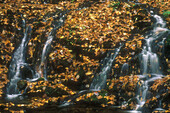 Southern Appalachian stream in autumn. Small cascade flowing through fallen leaves in Little River Canyon. Great Smoky Mountains NP. Tennessee. USA.
