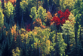Boreal forest autumn scenic. Mixed forest of conifers and hardwoods in autumn colour. Onaping. Ontario. Canada.