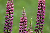 Lupine (Lupinus spp.) escaped cultivar, domestic flower. Killarney, ON, Canada