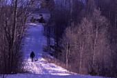 Man walking dogs on winter trail. Lively. Ontario. Canada.
