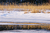 Grasses reflected in Robinson Creek at dawn in late winter. Sudbury. Ontario, Canada