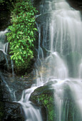 Kanati Creek waterfall with colony of Brook Lettuce (Saxifraga micranthidifolia), Appalachian mountain stream. Great Smoky Mountains NP, TN, USA