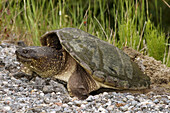 Snapping turtle (Chelydra serpentina), spring roadside specimen laying eggs. Killarney, ON, Canada