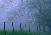 Fence line and trees in fog along Sparks Lane in Cades Cove. Great Smoky Mountains NP. Tennessee. USA.
